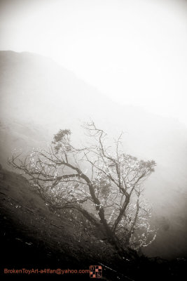 Waimea Canyon Mist