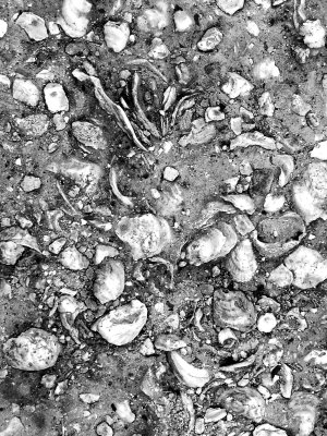 Shell-embedded asphalt at the Crab Shack, Tybee Island