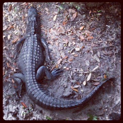 Alligator, Tybee Island at the Crab Shack