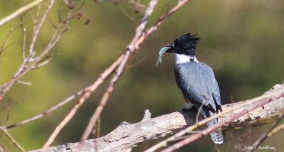 Adult Female Belted Kingfisher