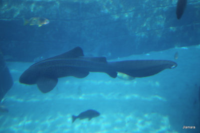 IMG_3456.JPG
