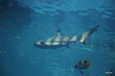 IMG_3465.JPG