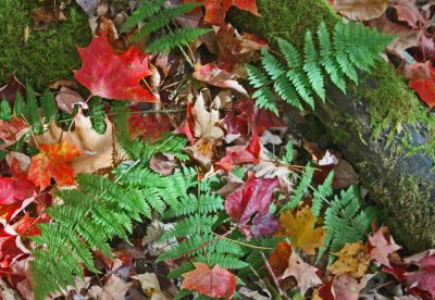 Sunlit Ferns and Mixed Maple Leaves in WV Woods tb1013kir.jpg