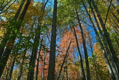 Mature Timber and Colors on Appalachian Ridgeline tb1013kjr.jpg