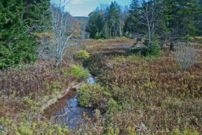 Charles Creek thru Old Field and Evergreens tb1012khr.jpg