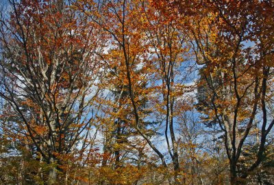 Sunlit Beech and Hemlock Mixing into Blue Sky tb1012kbr.jpg