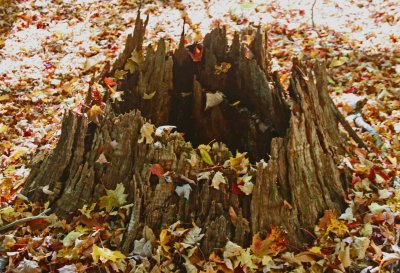 Old Chesnut Stump on Bright Fall Forest Floor  tb1013kmr.jpg