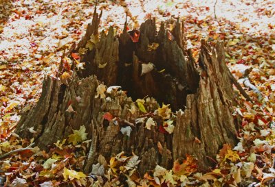 Old Chesnut Stump on Bright Fall Forest Floor tb1013kmr.jpg