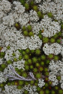 Reindeer Moss and Ground Pine Merging in Upland Forest v tb0912kqr.jpg