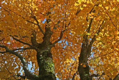 Majestic Golden Maples Grace Appalachia tb0912kur.jpg