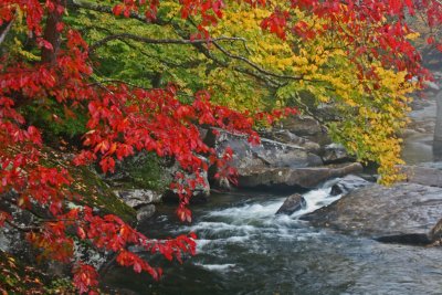 Vibrant Birch and Red Sourwood Lining Cranberry Valley on Rainy Day tb1012kex.jpg