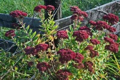 Blooming Live Forever Plants near Fence Corner tb1012kdx.jpg