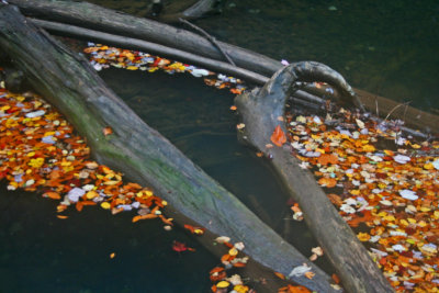 Colorful Leaves Backed up by Seasoned Drift Wood tb1012kjx.jpg