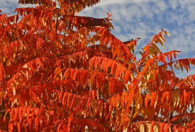 Sumac Leaves Ablaze against Patchy Blue October Sky tb1012ksx.jpg