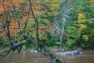 Palette of Natural Colors on Murky Williams River tb1012ktx.jpg