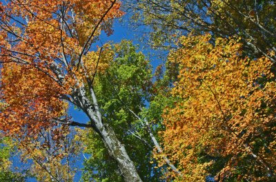 Leaning Fall Maples and Mixed Foliage Canopy Scene tb1012yer.jpg