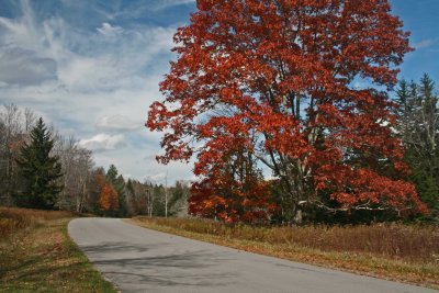 Majestic Oak Foliage and Sky Cranberry Mtn tb1012wir.jpg
