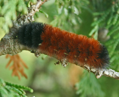 Wooly Bear Making Late Season Appearance tb1012kox.jpg