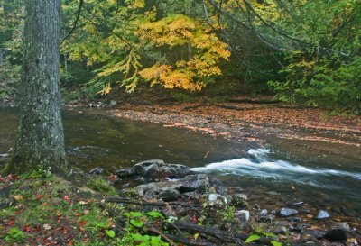 Bright Birch with Large Tree and Cranberry Ripples October Day tb1012kix.jpg
