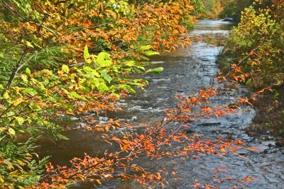 Fluorescent Hues on Lower Williams River Stretch tb1012kvx.jpg