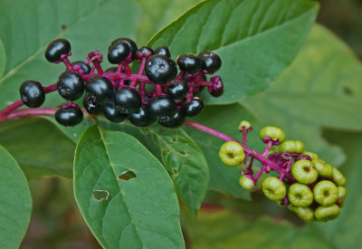 Pods of Ripe and Unripe Poke Berries In Woodlot tb0912yvr.jpg