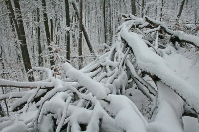 Standing and Fallen Timber Mtn Winter Woodlands tb0312bcr.jpg