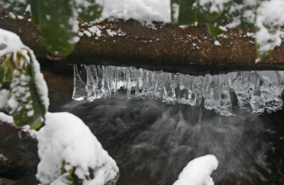 Mini Icicles Among Frozen Logs and Leaves tb0312bir.jpg