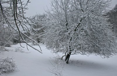 Frosted Apple Tree on White Out Ridgeline tb0312bgr.jpg
