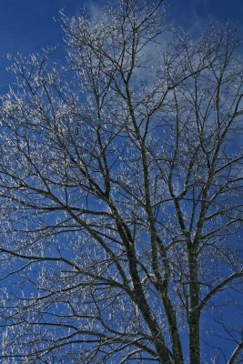 Blue Sky Fronted by Ice Covered Maple Tree v tb0113bir.jpg