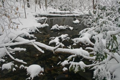 New Snowfall on Camp Splinter Stream Drainage tb0312ber.jpg