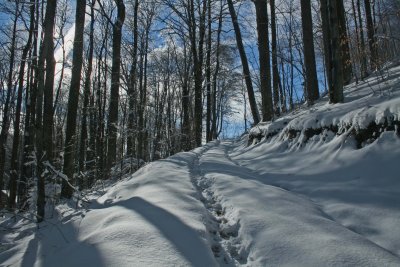 Shadows Cast across Climbing Appalachian Roadway tb0112bhr.jpg