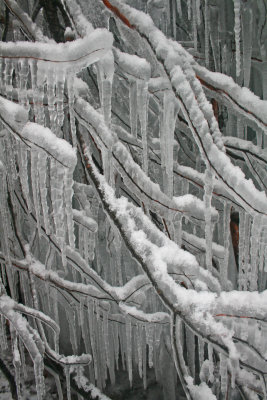 Random Branches Covered in North Cherry Icicles v tb0213dgr.jpg