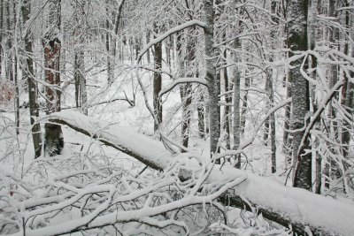 Snow Covered Woods Head of Jakeman Run tb0313djr.jpg