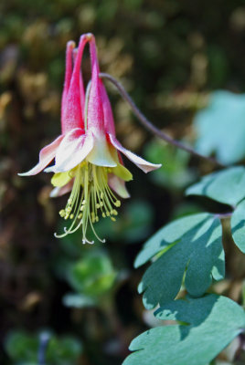 Columbine Flower Posing on Sunny Hillside v tb0413egr.jpg