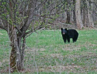 Black Bear Browsing thru Old Orchard tb0413efr.jpg