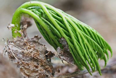 Rattleskake Fern Springing into New Woods tb0413der.jpg