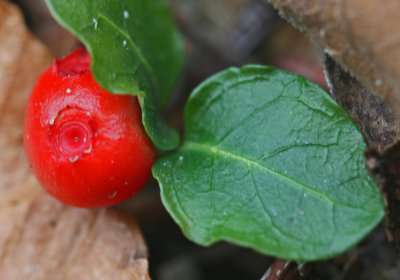 Bright Red Partridge Berry and Leaves in WV Wood tb0413ddx.jpg