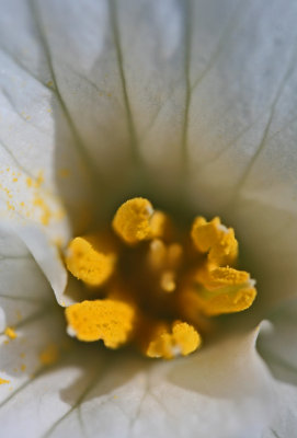 Pollinated White Trillium Flower Petals v tb0413eqr.jpg