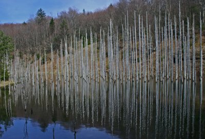 White Pine Poles Reflecting in Mtn Pond tb0413edr.jpg