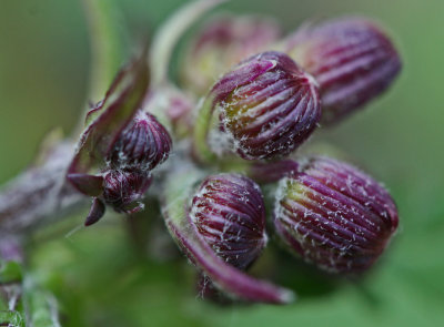 Brand New Ragwort Buds with Violet Tones tb0413dar.jpg