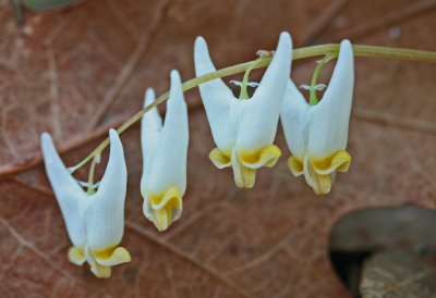 Dutchmans Breeches Hanging on Natural Line tb0413evr.jpg