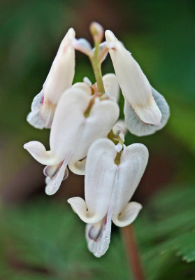 Sqirrel Corn Flowering in Lobelia Rd Area v tb0413dnr.jpg