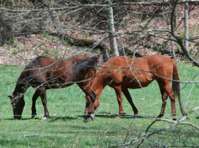 Pair of Chesnut Brown Horses Grazing in Bottom Land tb0413dor.jpg
