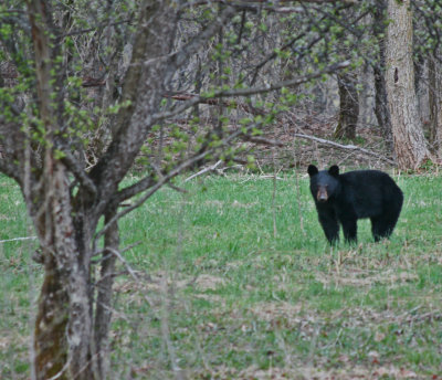 Black Bear in Mtn Orchard Field tb0413dmx.jpg