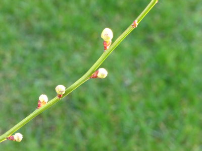 IMG_1018.JPG Budding too soon