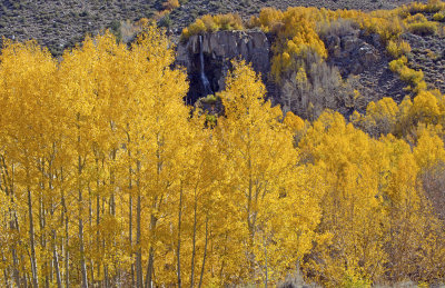 Bishop Creek Gold-360.jpg