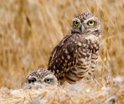 Borrowing Owls, Shoreline