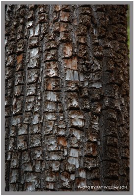 Pattern of nature(2)