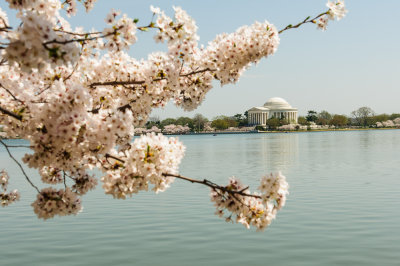 Jefferson Memorial in Cherry Blossom