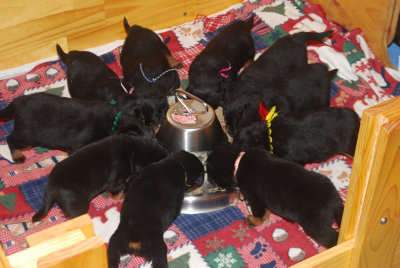 C Litter vom Wilynholz Birth to 3 weeks old